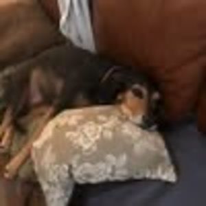 Meet your Posher, Morris